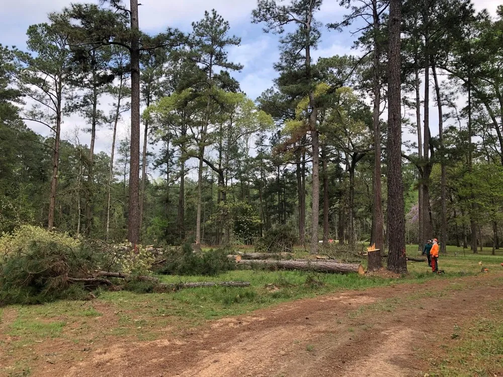 Top-rated landscaping services experts serving Willis, TX - D7 Tree Service and Landscaping