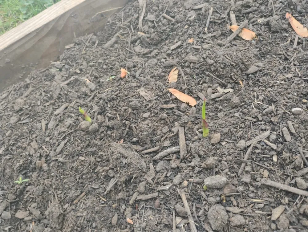 Trusted lawn care service in Lockport, NY - Da Boss Enterprises