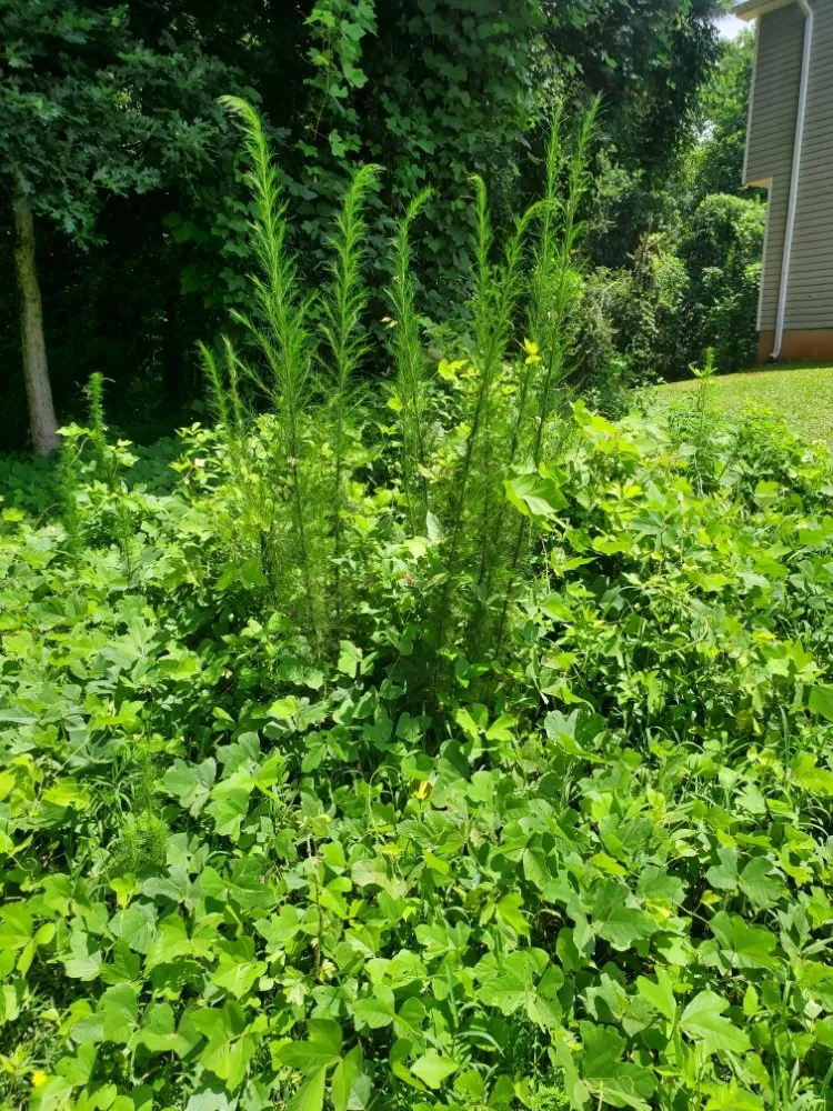 Custom yard maintenance for beautiful yards across Newnan, GA - DA Landscaper Enhancer