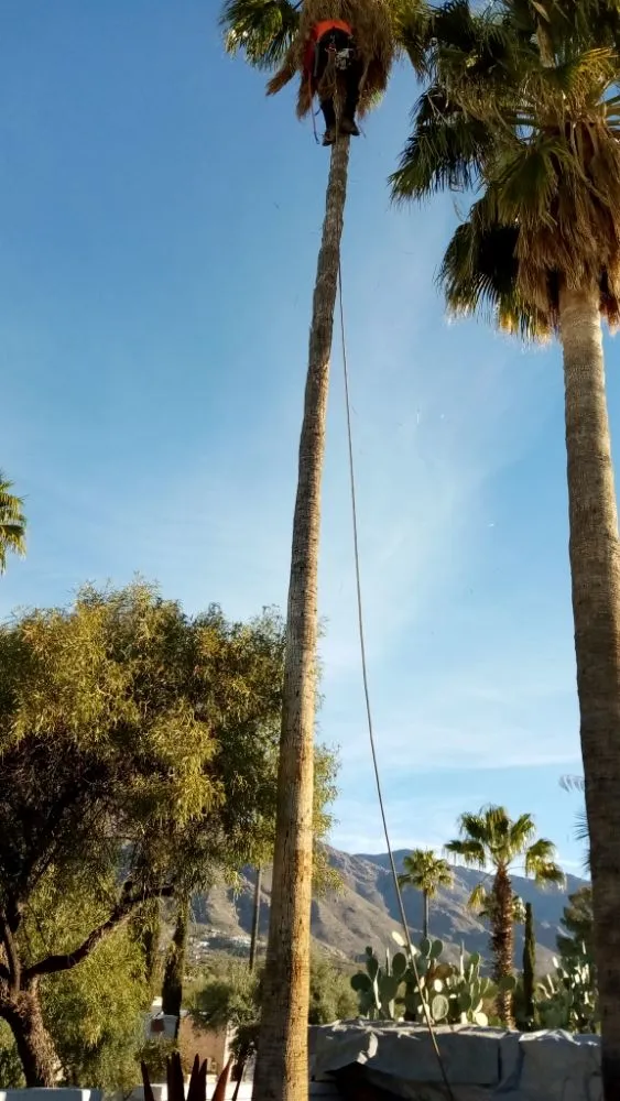 Expert yard cleanup service in Tucson, AZ - Daa Landscaping