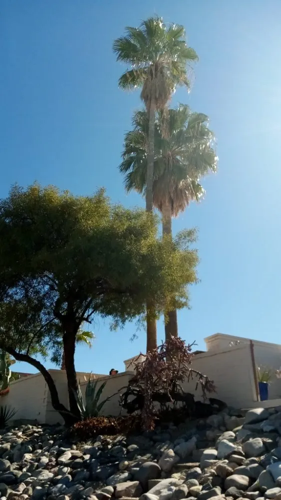 Local yard maintenance in Tucson, AZ - Daa Landscaping