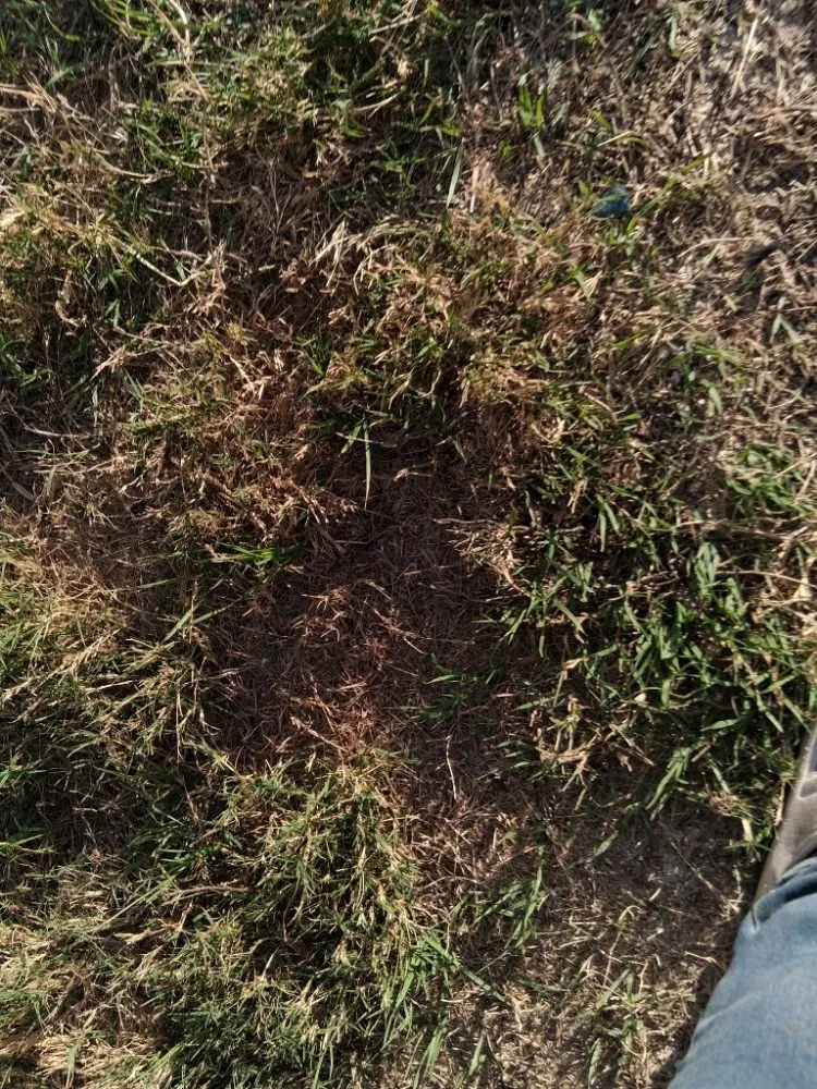 Professional outdoor landscaping experts serving San Antonio, TX - Dad And Son Junk Removal