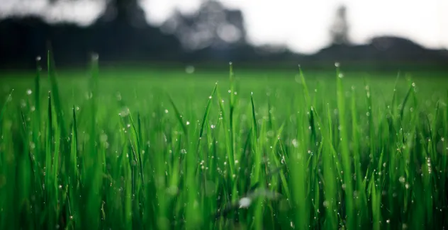 Affordable landscape installation experts serving Medfield, MA - Dad Vs Lawn