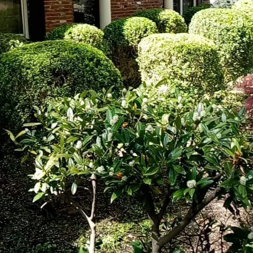 Expert yard cleanup service with custom design in Bartlett, TN by daddy daughter lawn services