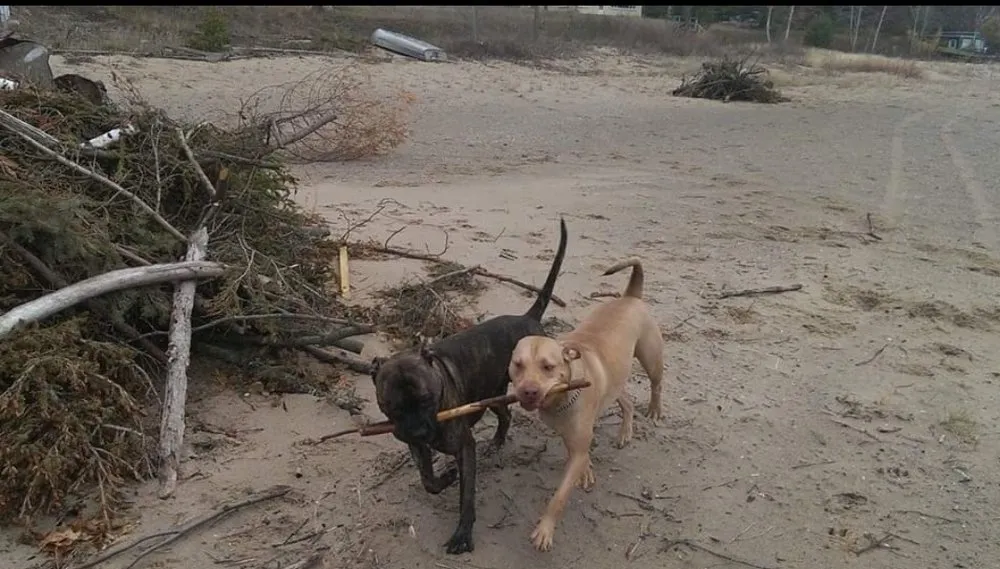 Affordable outdoor landscaping with custom design in Cass City, MI by Daddy Do