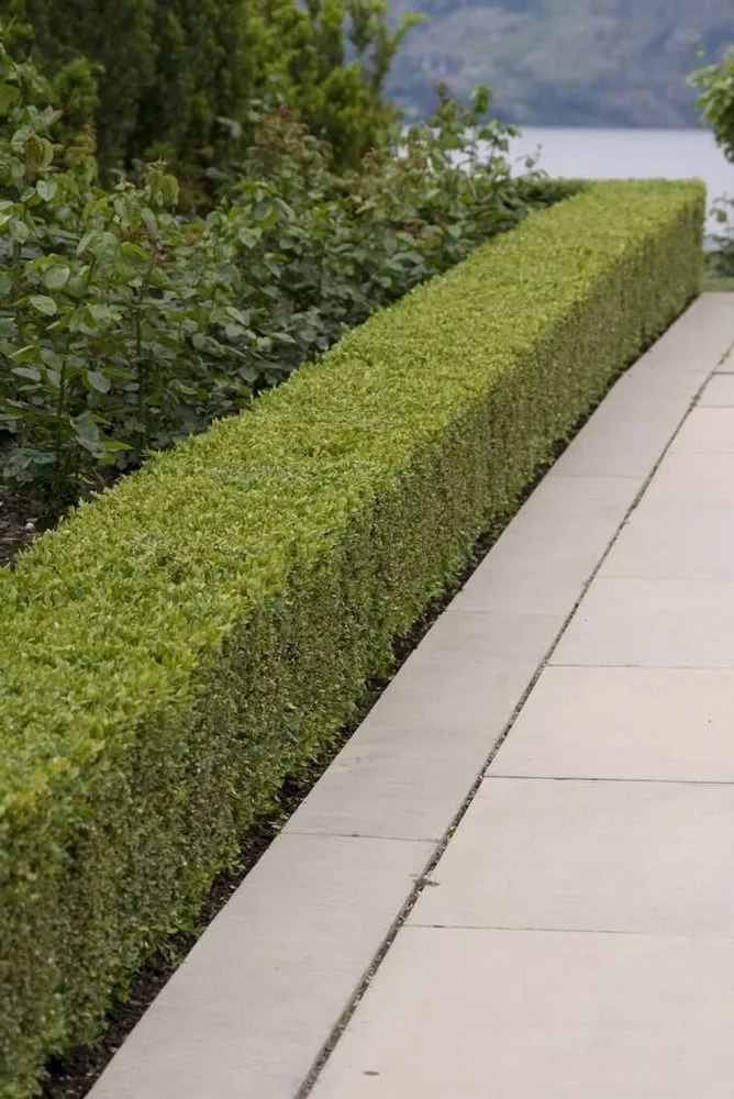 Reliable lawn mowing service experts serving Holly Springs, NC - Daddy Mow Mow