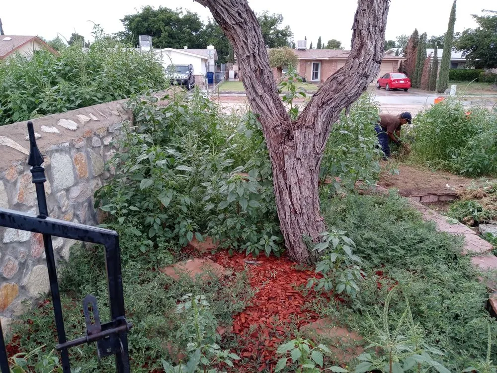 Trusted landscaping services in El Paso, TX by Daddy's Lawn Service