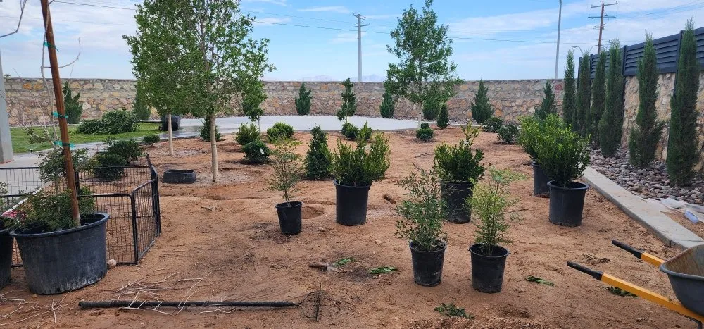 Top-rated lawn mowing service for homes across El Paso, TX - Daddy's Lawn Service