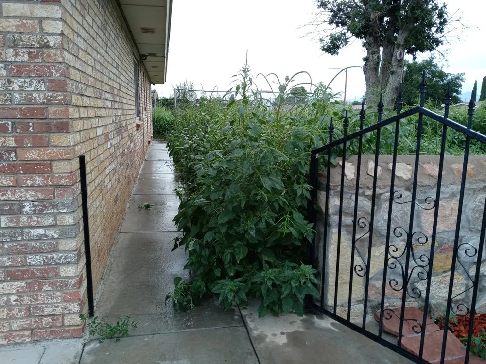 Expert residential landscaping in El Paso, TX - Daddy's Lawn Service