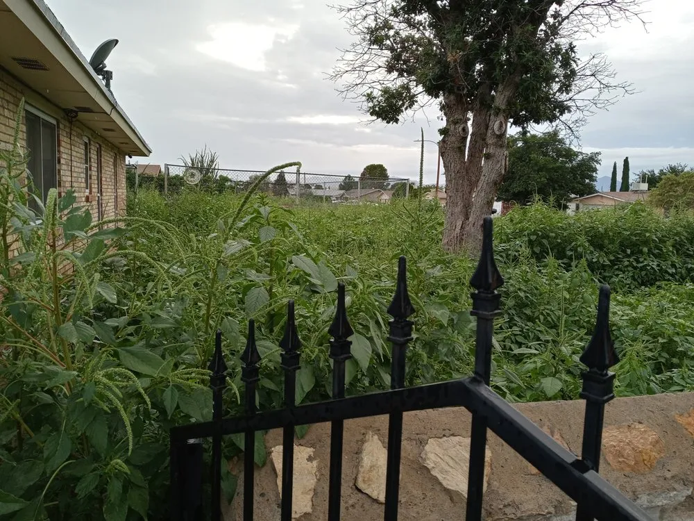 Trusted lawn mowing service for beautiful yards in El Paso, TX by Daddy's Lawn Service