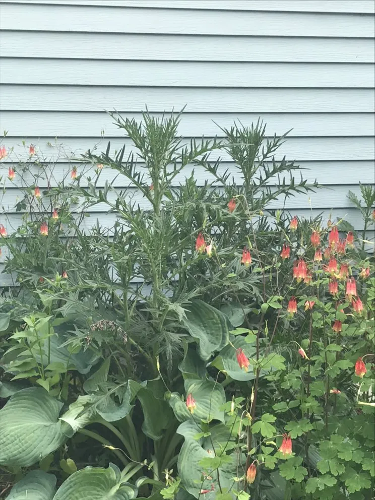 Expert garden landscaping for residential properties across Manchester, MI - Dad's Day Off Lawn Care