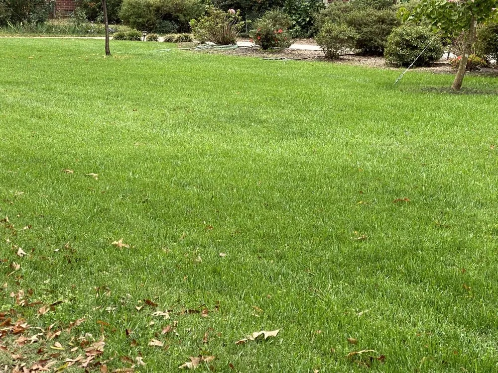 Custom lawn care service experts serving Fountain Inn, SC - Daffodil's Horticultural Solutions