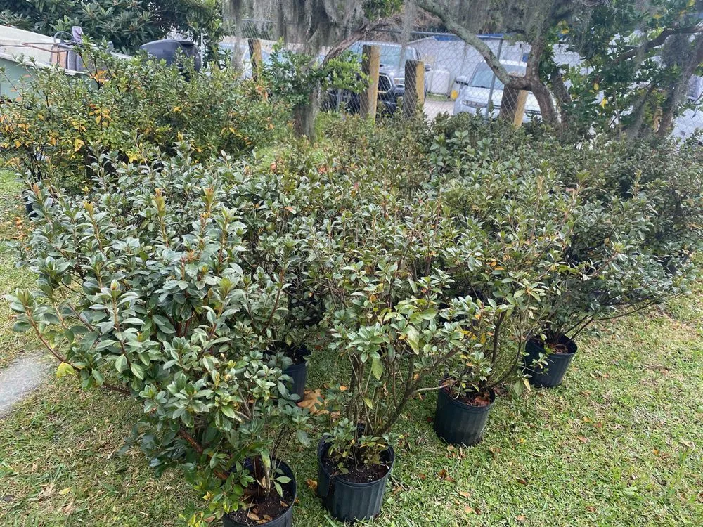 Reliable landscape design in Saint Augustine, FL - Daigle Discount Nursery And Sod