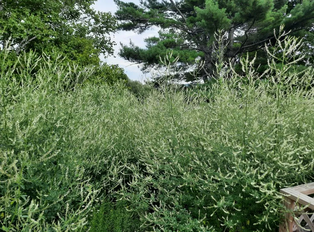 Reliable yard cleanup service in Presque Isle, ME - Daigle Property Maintenance