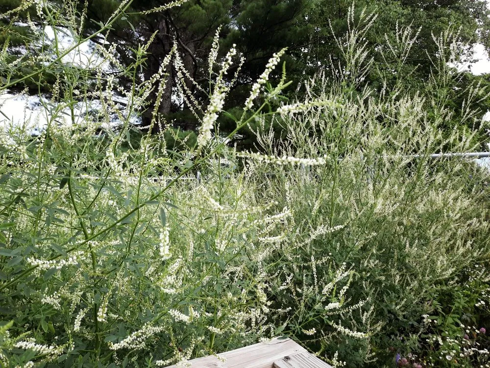 Local landscaping services in Presque Isle, ME - Daigle Property Maintenance