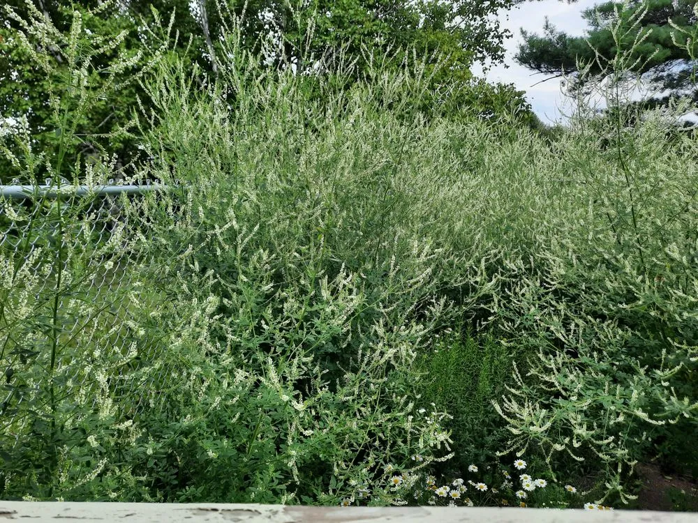 Local landscaping services for outdoor upgrades in Presque Isle, ME by Daigle Property Maintenance