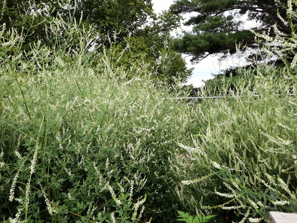 Reliable landscape installation in Presque Isle, ME by Daigle Property Maintenance