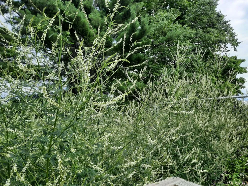 Reliable yard cleanup service in Presque Isle, ME by Daigle Property Maintenance