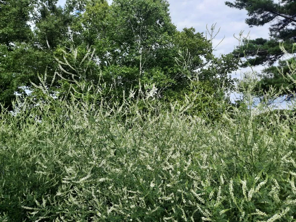 Top-rated landscape installation experts serving Presque Isle, ME - Daigle Property Maintenance