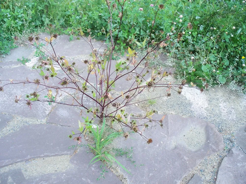 Expert yard cleanup service for homes across Presque Isle, ME - Daigle Property Maintenance