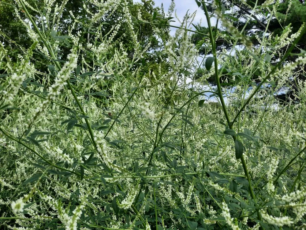 Local lawn care service for year-round maintenance in Presque Isle, ME by Daigle Property Maintenance