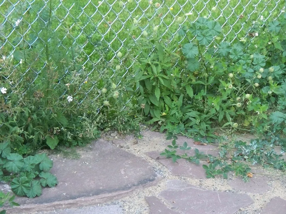 Local lawn care service in Presque Isle, ME - Daigle Property Maintenance