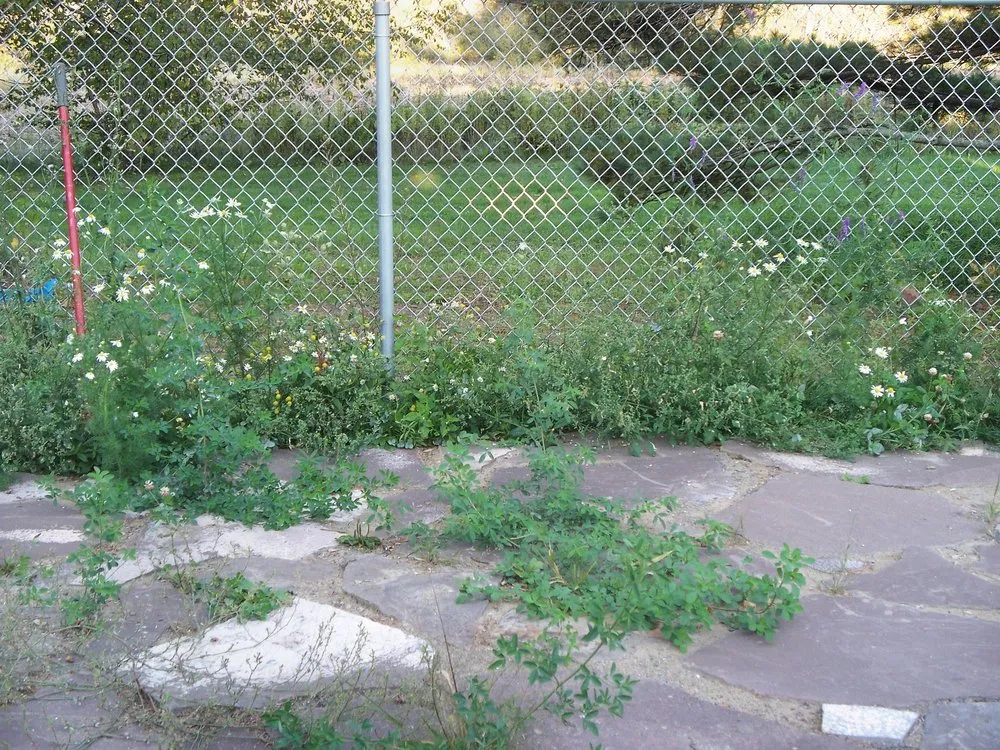 Local residential landscaping near you in Presque Isle, ME by Daigle Property Maintenance