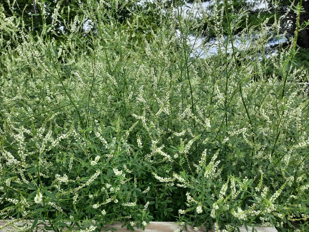 Expert yard cleanup service experts serving Presque Isle, ME - Daigle Property Maintenance