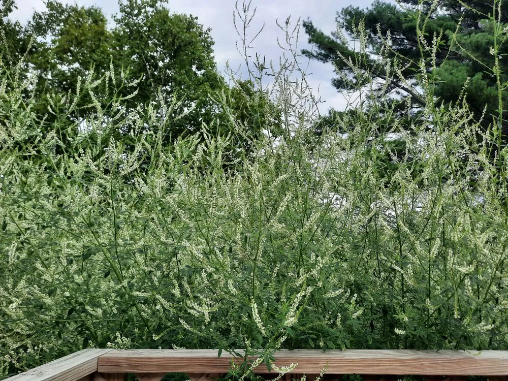 Custom landscape installation in Presque Isle, ME - Daigle Property Maintenance