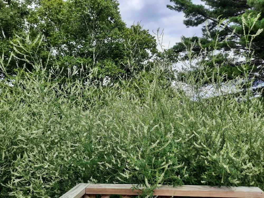 Reliable outdoor landscaping experts serving Presque Isle, ME - Daigle Property Maintenance