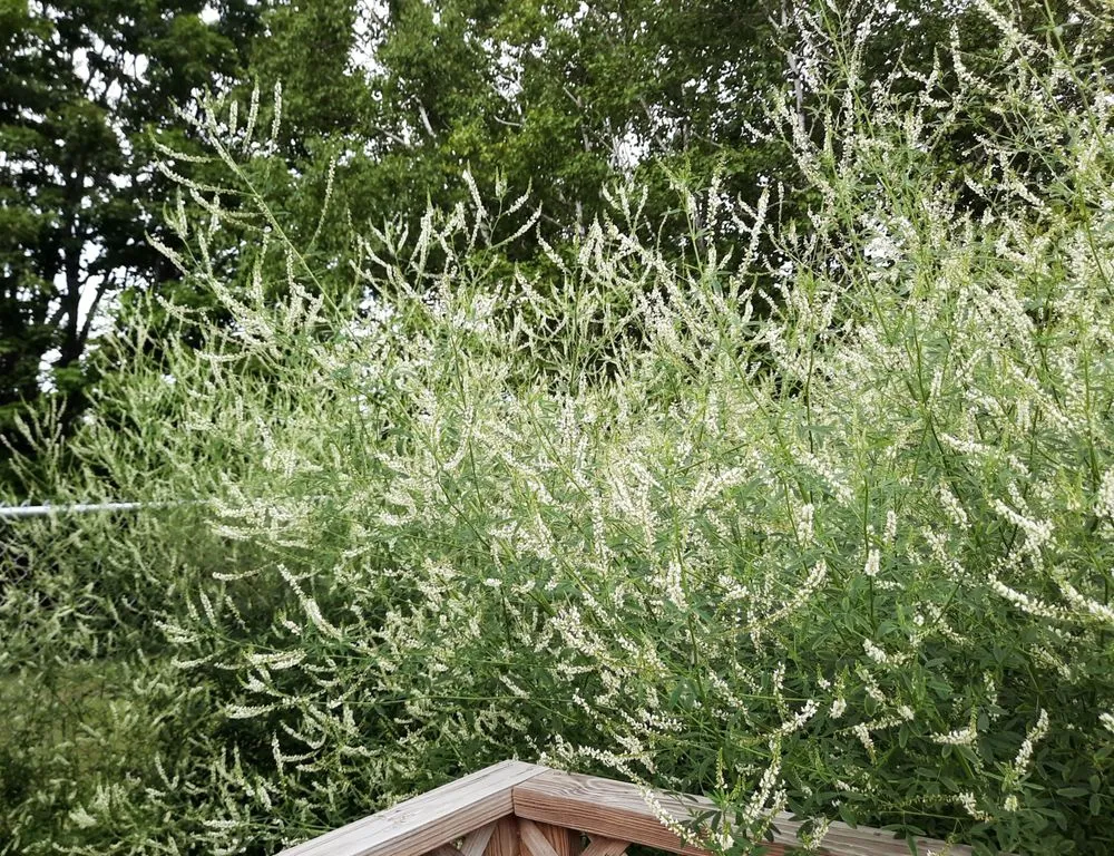 Professional lawn mowing service in Presque Isle, ME by Daigle Property Maintenance