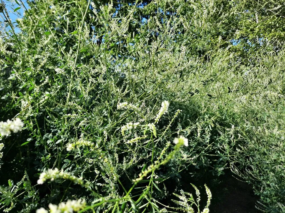 Affordable garden landscaping near you in Presque Isle, ME by Daigle Property Maintenance