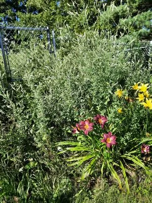 Daigle Property Maintenance