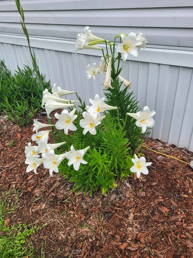 Affordable lawn mowing service in Denham Springs, LA by Daigre's Lawn Care