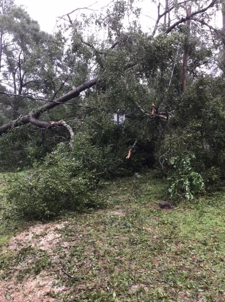 Trusted yard cleanup service experts serving Loxley, AL - Dailey Lawn Care