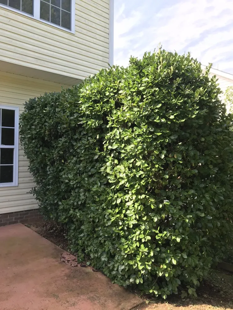 Affordable lawn mowing service for homes in Winston Salem, NC by Dailey's Lawncare