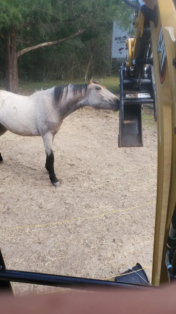 Affordable landscaping services in Brooksville, FL by Daileys Machine