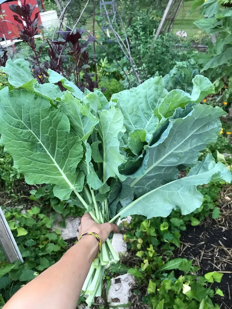 Expert yard maintenance experts serving Mount Horeb, WI - Daily Harvest Designs, LLC