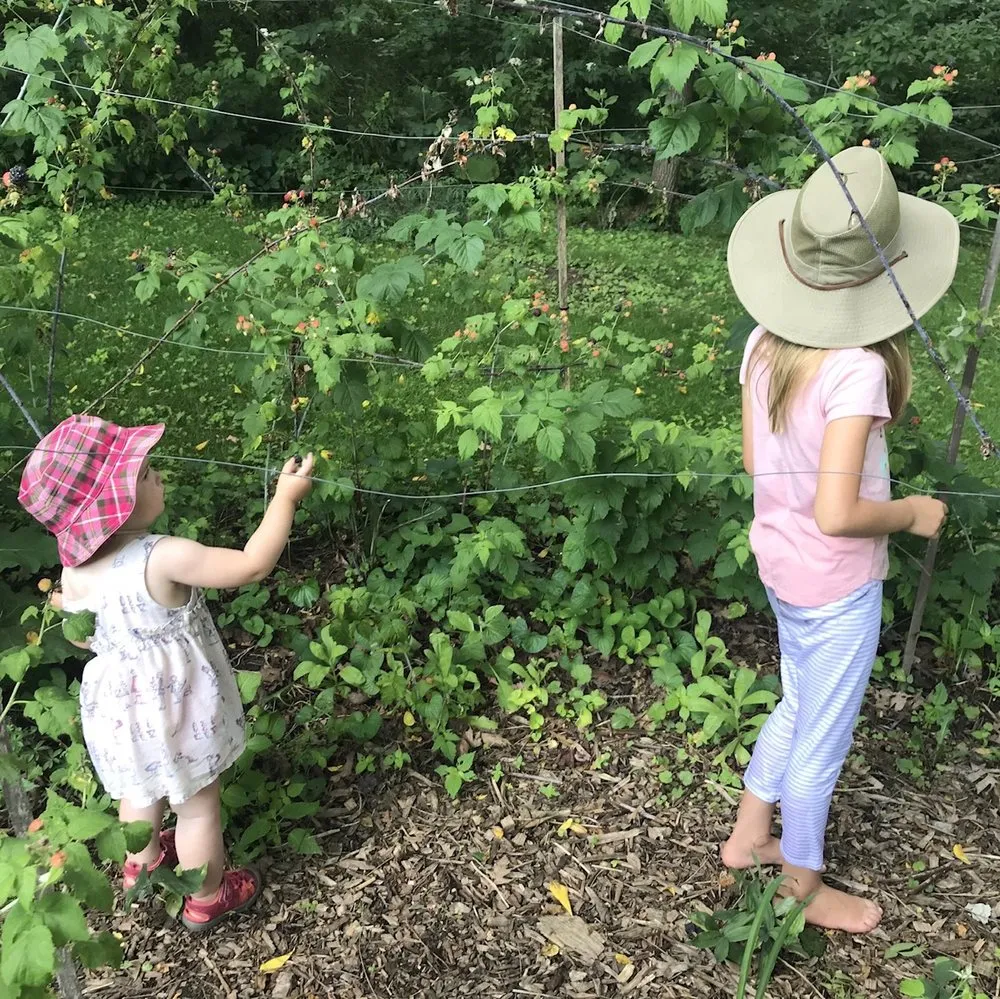 Custom lawn mowing service for beautiful yards in Mount Horeb, WI by Daily Harvest Designs, LLC