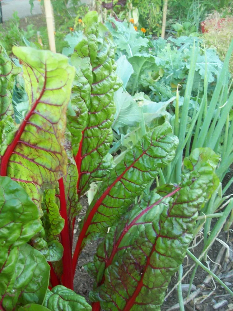 Local landscape design for beautiful yards in Mount Horeb, WI by Daily Harvest Designs, LLC