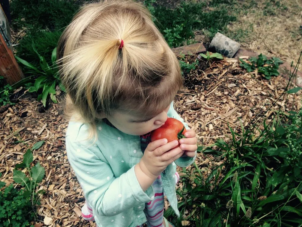 Custom lawn care service in Mount Horeb, WI - Daily Harvest Designs, LLC