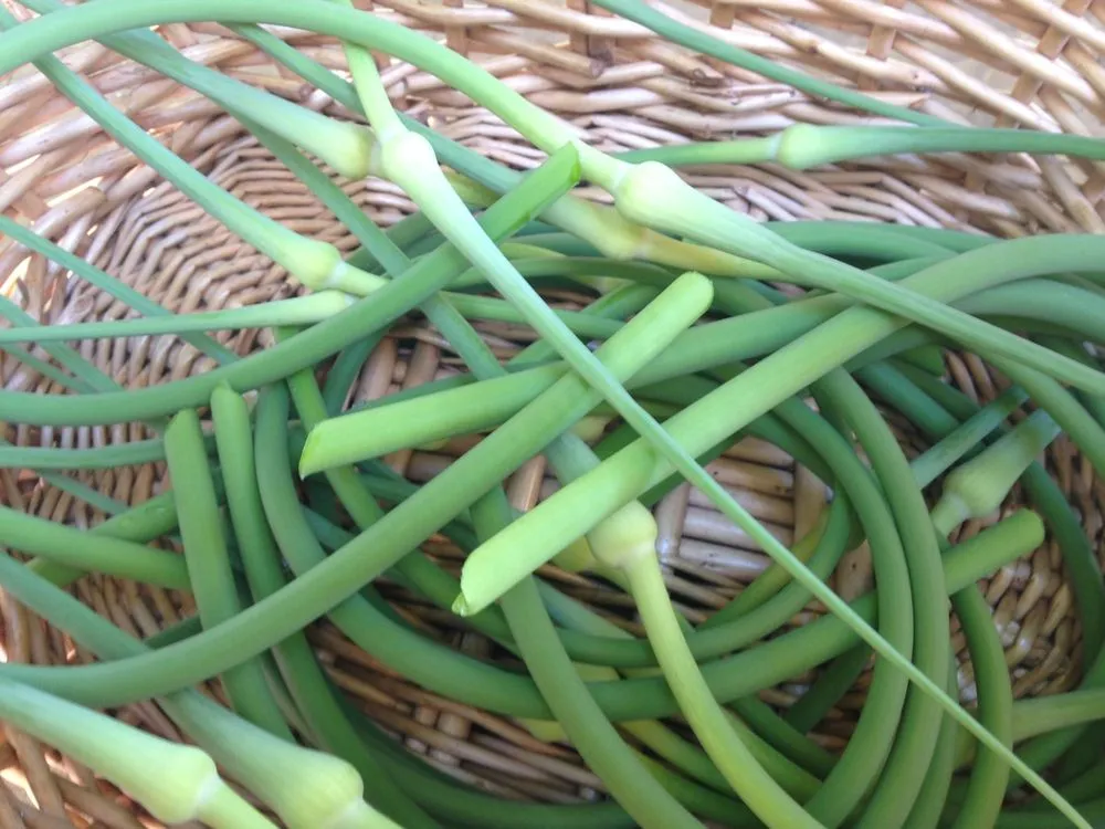 Top-rated landscape design experts serving Mount Horeb, WI - Daily Harvest Designs, LLC