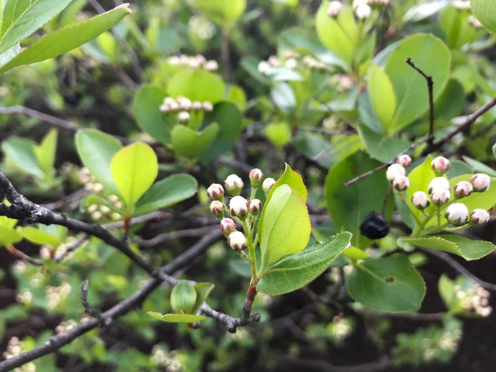 Affordable lawn care service in Mount Horeb, WI - Daily Harvest Designs, LLC