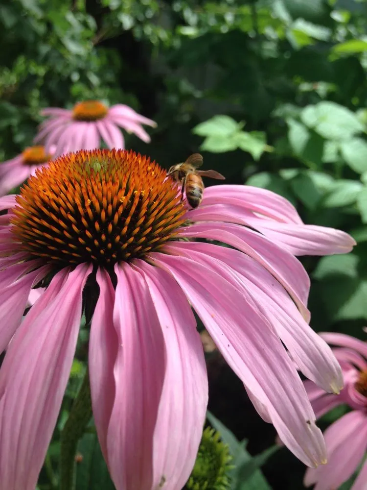 Local landscaping services for residential properties across Mount Horeb, WI - Daily Harvest Designs, LLC