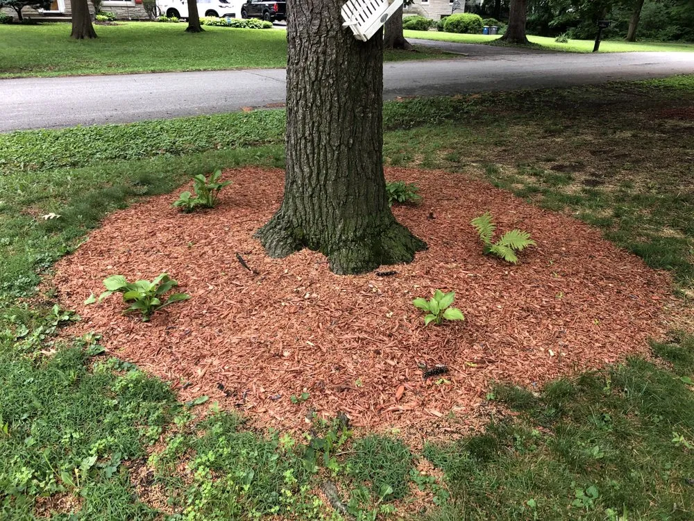 Trusted yard maintenance near you across Indianapolis, IN - Daily Lawn Lover