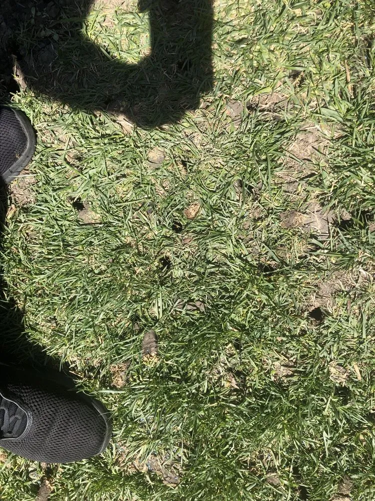 Affordable outdoor landscaping for homes in Aurora, IL by DAISY'S LANDSCAPING & SNOW