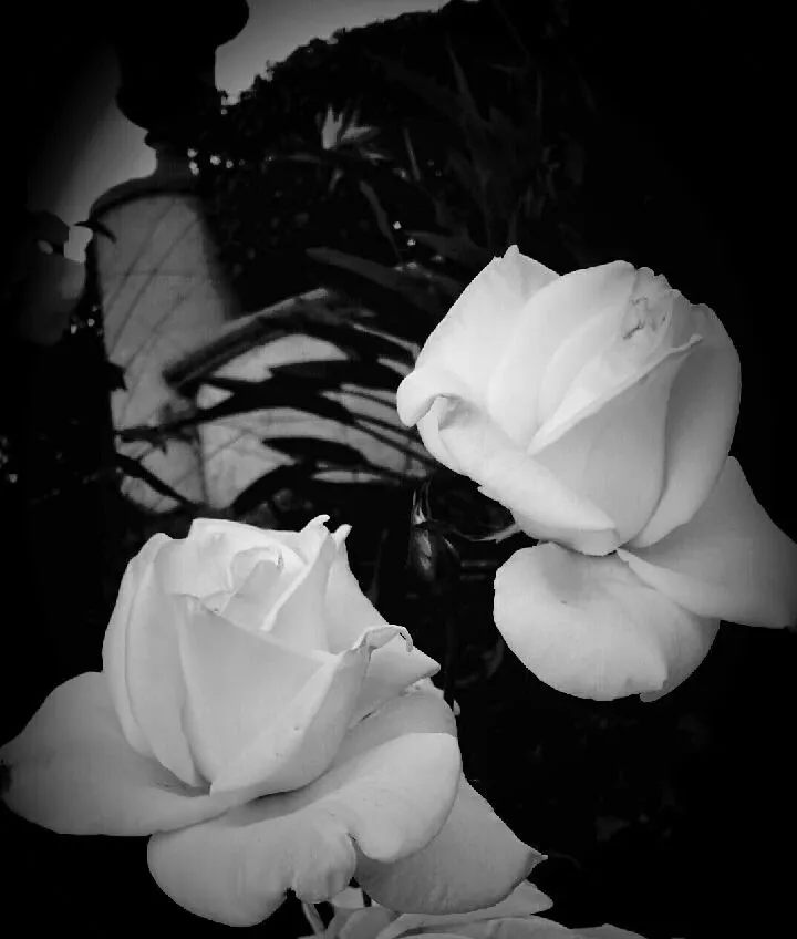 Professional yard cleanup service for residential properties in San Bernardino, CA by Daisy's Landscaping