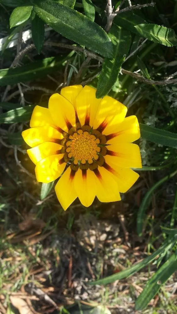 Affordable landscape design in San Bernardino, CA by Daisy's Landscaping