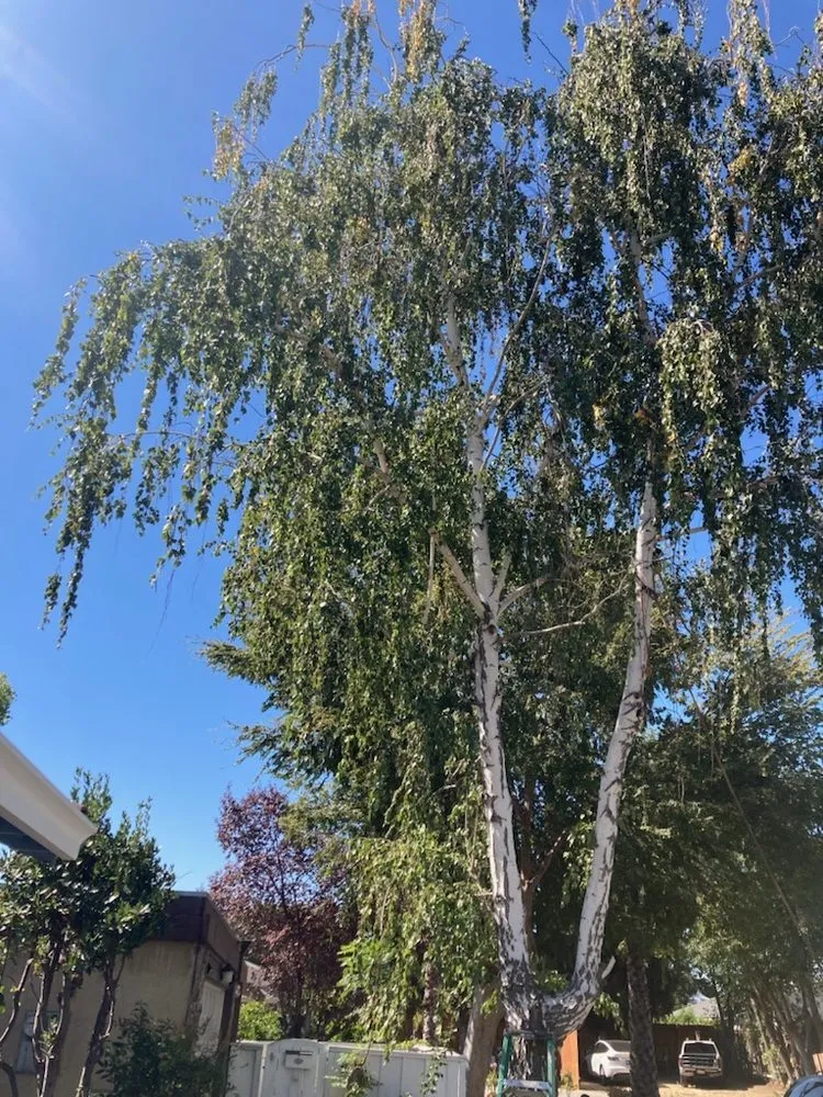 Top-rated residential landscaping in San José, CA by Daisys Landscaping