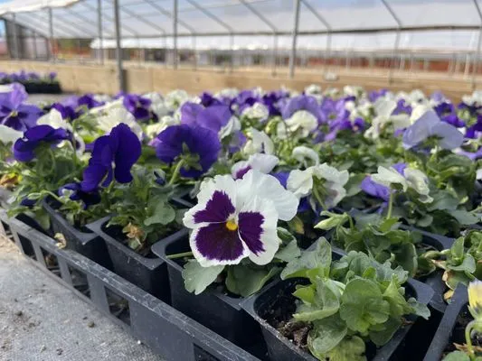 DAJ Enterprises Logo